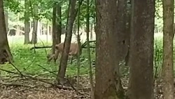 Оленуха с оленёнком попали на камеру в одном из лесов Белгородской области