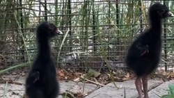 У султанок из Белгородского зоопарка появились птенцы