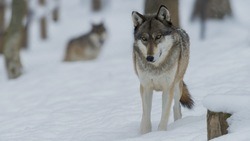 «Пришли есть нас»: губернатор опроверг информацию о стае волков на территории Белгородской области