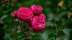 Розы зацвели в Иосафском сквере в Белгороде