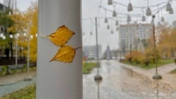 Небольшие дожди опустятся на Белгородскую область в начале рабочей недели