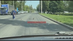 Утка с утятами благополучно перешла дорогу в Белгороде благодаря неравнодушной женщине