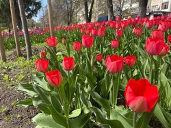 В Белгороде нашёлся подрядчик для высадки цветов у Мастерславля