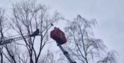 Спасатели сняли кота с высокого дерева в Белгороде