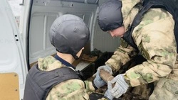 Более 50 боеприпасов времён ВОВ обнаружили белгородцы во время прогулки в Новосадовом