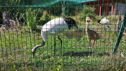 Японские журавли из белгородского зоопарка обзавелись потомством