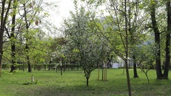 Мэрия Белгорода закупит саженцы и семена деревьев и кустарников на 5 млн рублей 
