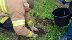 Белгородские спасатели высадили аллею памяти в честь погибшего при атаке дрона коллеги