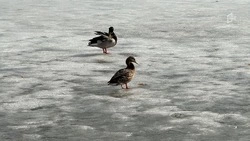 Солнечная весенняя погода в Белгородской области сменится мокрым снегом и дождём во вторник 