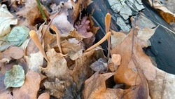 Гриб рогатик дудчатый обнаружили в лесах Белгородской области