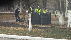 В Белгороде началась зимняя высадка тюльпанов