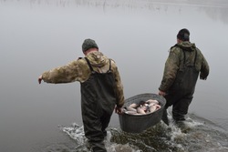 Почти четверть тонны рыбы выпустили в пруд в Белгородской области