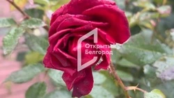 Первый снег выпал в Белгороде в среду 