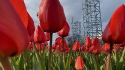 Около 4,5 млн тюльпанов высадили в Белгороде за последние три года