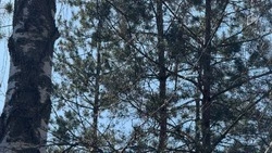 В Белгородской области потеплеет до плюс 15 градусов в среду