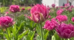 Тёплая погода и кратковременные дожди ожидают белгородцев в выходные