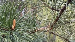 Белгородцев приглашают присоединиться к Экодиктанту и проверить свои знания об экологии