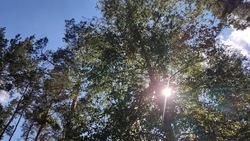 На улицах Белгорода высадят не менее тысячи деревьев в 2025 году 