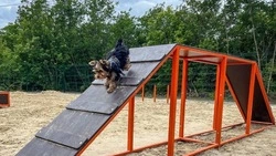 Две современные площадки для выгула собак открылись в Белгороде