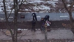 Белгородцы поделились кадрами предновогодней высадки тюльпанов