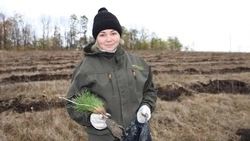 В Губкинском округе высадили 140 тысяч саженцев сосны на территории площадью 30 гектаров