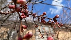 Рабочая неделя в Белгородской области завершится 19-градусным теплом и кратковременными дождями