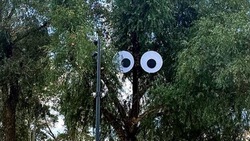 У деревьев на набережной парка «Берега» в Белгороде появились глаза