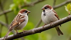 Белгородцы могут присоединиться к Всероссийской переписи воровьёв