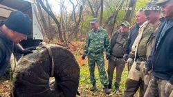 В Старооскольском округе найдены мельничные жернова времён Великой Отечественной войны
