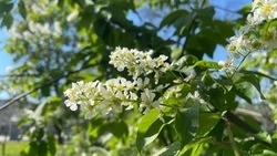 Ландшафтное обустройство улиц 50-летия Белгородской области и Волчанской обойдётся в 22,5 млн рублей
