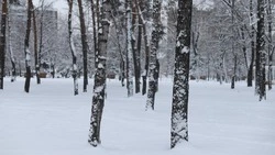 Мокрый снег и гололедица ожидаются в Белгородской области в субботу