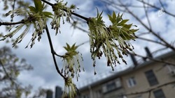 Заморозки и шквалистый ветер ожидают белгородцев во вторник 