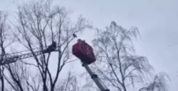 Спасатели сняли кота с высокого дерева в Белгороде
