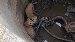 Спасатели пришли на помощь угодившим в колодец щенкам под Белгородом 