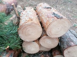 «От леса скоро ничего не останется»: белгородка пожаловалась на вырубку «Пикник-парка»