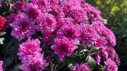 Тёплая погода продолжит радовать белгородцев в среду