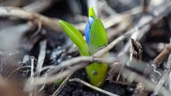 Пролески расцвели в Белгородском округе