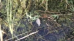 Рыба продолжает гибнуть в реке Разумной под Белгородом из-за слива сточных вод