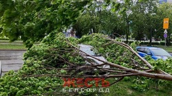 Падают деревья и вылетают окна: непогода обрушилась на Белгород