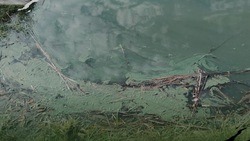 Причину окрашивания реки в Белгородском районе в бирюзовый цвет назвал Экоохотнадзор