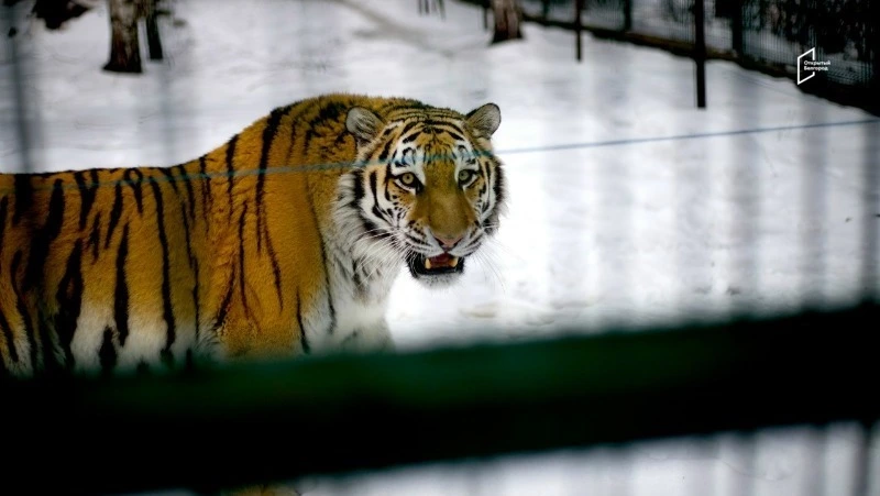 Выходные в Белгородском зоопарке