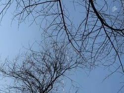 Мороз без осадков ожидает белгородцев в среду 