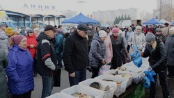 Сельскохозяйственная ярмарка запланирована в Шебекинском городском округе на 9 декабря