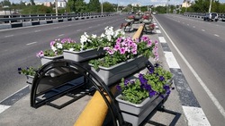 Старооскольская администрация закупит более двух тысяч вазонов на 12 млн рублей 