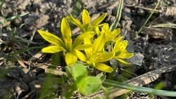 Апрель в Белгородской области начнётся с гроз и кратковременных дождей 