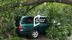 Дерево упало на автомобили во дворе многоэтажки в центре Белгорода