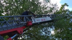 Белгородские пожарные сняли с дерева маленького котёнка