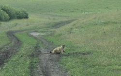 Свыше 25 тысяч байбаков обитает в Белгородской области 