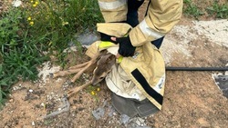 Косулёнок угодил в строительный котлован под Белгородом
