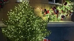 Ёлочные базары откроются в Белгороде с 19 декабря 